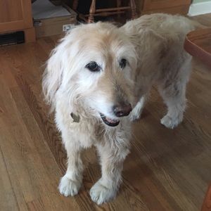 Meet your Posher, Bronwyn